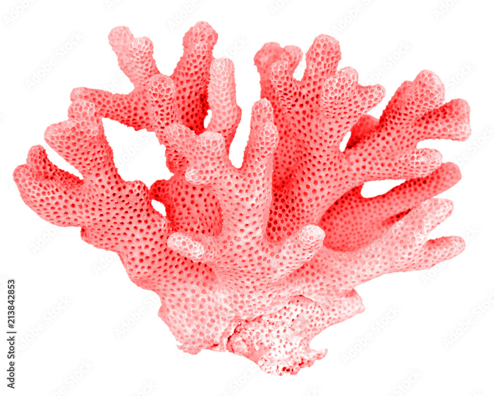 coral isolated on white background - obrazy, fototapety, plakaty 