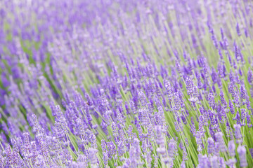 Wall Mural - Sunset over purple flowers of lavender. Closeup of violet flowers. Provence region of france.