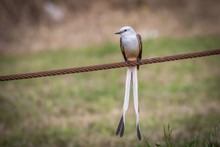 Scissor-tailed Flycatcher (Tyrannus Forficatus) Perched On A Wire