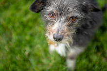 Close Up Of A Scruffy Little Terrier Dog Sitting On Grass Looking Up.