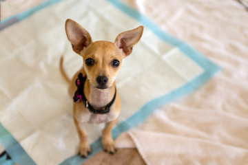 Chihuahua puppy looking up on a dog training pad.