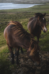 Two curious horses in Iceland