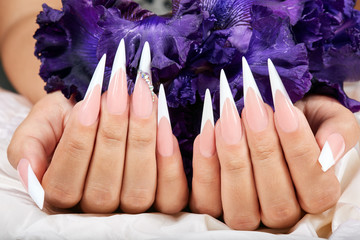 Wall Mural - Hands with long artificial french manicured nails and a purple Iris flower