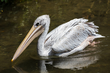 Pink-backed Pelican captured in Gloucestershire during the summer of 2018.