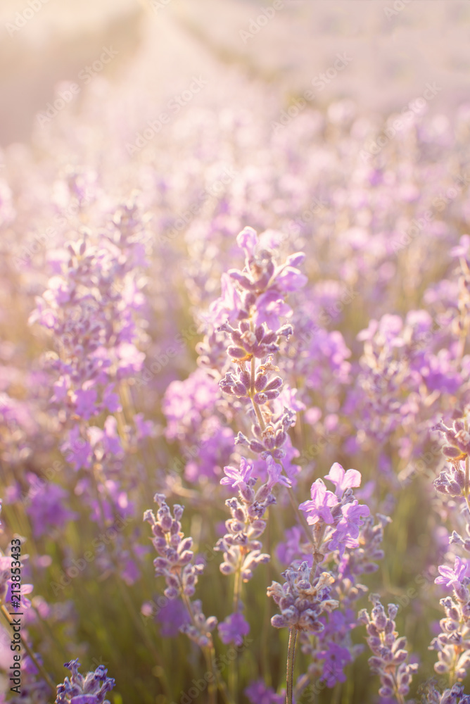 Soft focus of lavender flowers under the sunset light. Natural field closeup background in Provence. - obrazy, fototapety, plakaty 