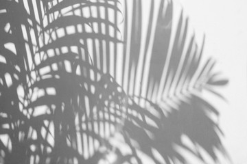 Canvas Print - shadow of a palm leaf on white concrete wall