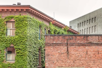 brickwall overgrown with wine