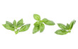 © Natika - sweet basil herb leaves isolated on white background. Genovese basil leaf.