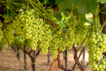 Wall Mural - Grapes