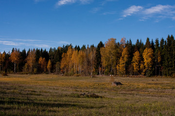 Wall Mural - meadow