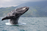 Humpback whale breaching in "Marino Ballena National Park", Costa Rica