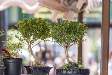 Wall Mural - Couple of bonsai trees