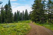 Wildflowers On A Rural Dirt Road In The Wallowa-Whitman National Forest