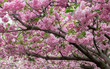 Pink Cherry Blossom Canopy