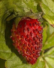 Berry garden strawberry closeup