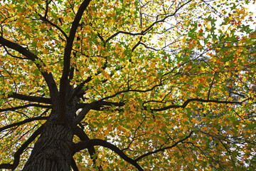 Canvas Print - Different images of Fall