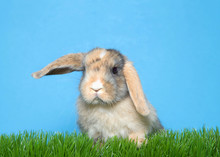 Close Up Portrait Of A Diluted Calico Colored Lop Eared Bunny Rabbit Baby In Green Grass One Ear Raised, Other Flopped Down Looking Slightly To Viewers Left. Blue Background With Copy Space.