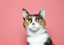 Close Up Portrait Of A Surprised Calico Cat Looking At Viewer. Pink Background With Copy Space.