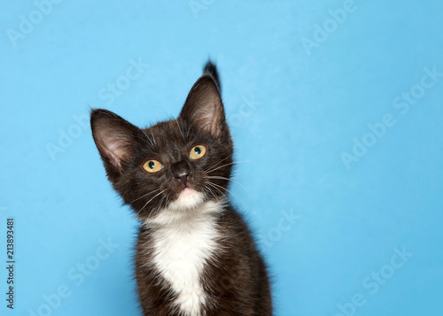 Close Up Portrait Of An Adorable Tuxedo Black And White Kitten On