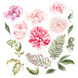 Watercolor set. Hand painted rose and peony flowers. Floral illustration isolated on white background. 