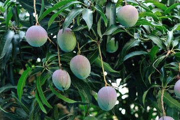 tropical fruits mango  in growth on tree