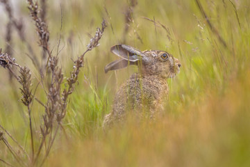 Canvas Print - European Hare hiding in grassland vegetation