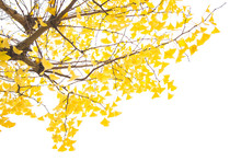 Ginkgo Tree Branch With Yellow Leaves Over White Background