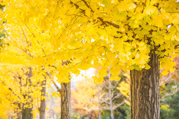 Ginkgo tree with yellow leaves on the street