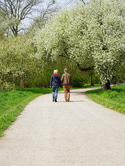 rear view of a young couple going for a walk in a park in spring                  