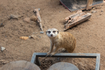 Meerkat on guard duty, cute and furry