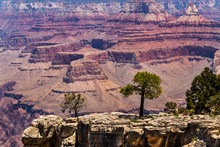 Solitary Trees Growing On A Rocky Outcrop Of The Grand Canyon's South Rim. Brilliant Colors Of The North Wall Are In The Background.