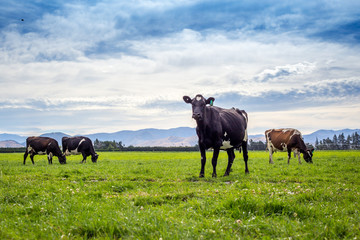 Wall Mural - Fresian and jersey cows graze in the grassy green fields under the blue summer sky