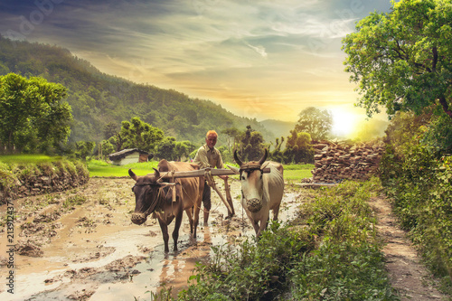 Farmer ploughing rice field at sunrise Canvas Print