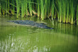 Aligator - Texas, USA