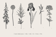 Set Garden Flowers. Classical Botanical Illustration. Foxglove, Allium, Astilbe, Iris, Veronica, Phlox. Black And White