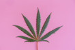 A marijuana leaf is green on a pink background.