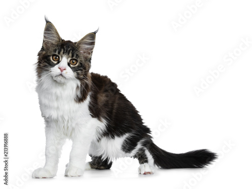 Beautiful Black Brown Tabby With White Maine Coon Cat Kitten