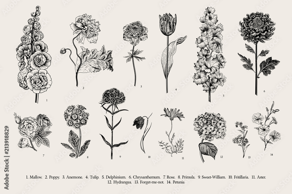 Big set flowers. Victorian garden flowers. Classical botanical vintage illustration. Black and white - obrazy, fototapety, plakaty 