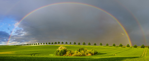 Wall Mural - double, beautiful, multi-colored rainbow after passing a spring downpour over a green field