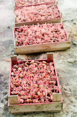 Seed potatoes with sprouts after processing from the Colorado beetle. Preparation for planting potatoes. seasonal work in the field, vegetables, agriculture, farming, close-up