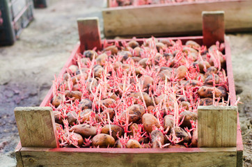 Seed potatoes with sprouts after processing from the Colorado beetle. Preparation for planting potatoes. seasonal work in the field, vegetables, agriculture, farming, close-up