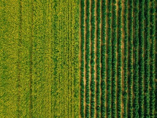 Aerial view of Rows of potato and rapeseed field. Yellow and green agricultural fields in Finland.