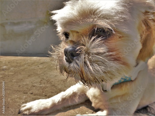 Mabel Shih Tzu Puppy Uk Buy This Stock Photo And Explore