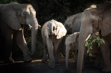 Wall Mural - Junger Elefant in Südafrika, Hluhluwe-iMfolozi