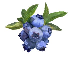 Blueberry. Watercolor botanical illustration. Hand drawn watercolor painting berry on white background. 