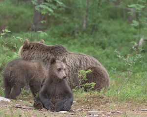 Wall Mural - European Brown Bear (Ursus arctos) cub sitting next to the mother and other cub in boreal forest, Finland