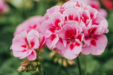 Fototapeta  - Close up image of bright pink geranium on green background
