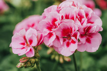 Close Up Image Of Bright Pink Geranium On Green Background