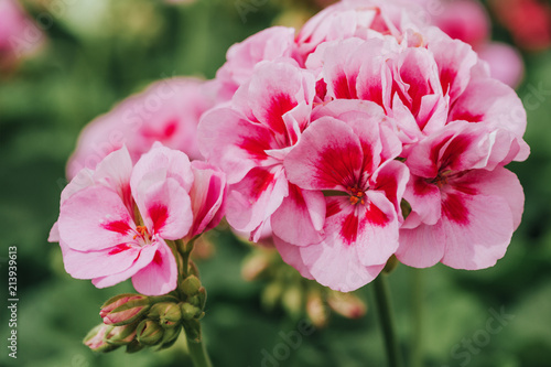 Cuadros en Lienzo Close up image of bright pink geranium on green background