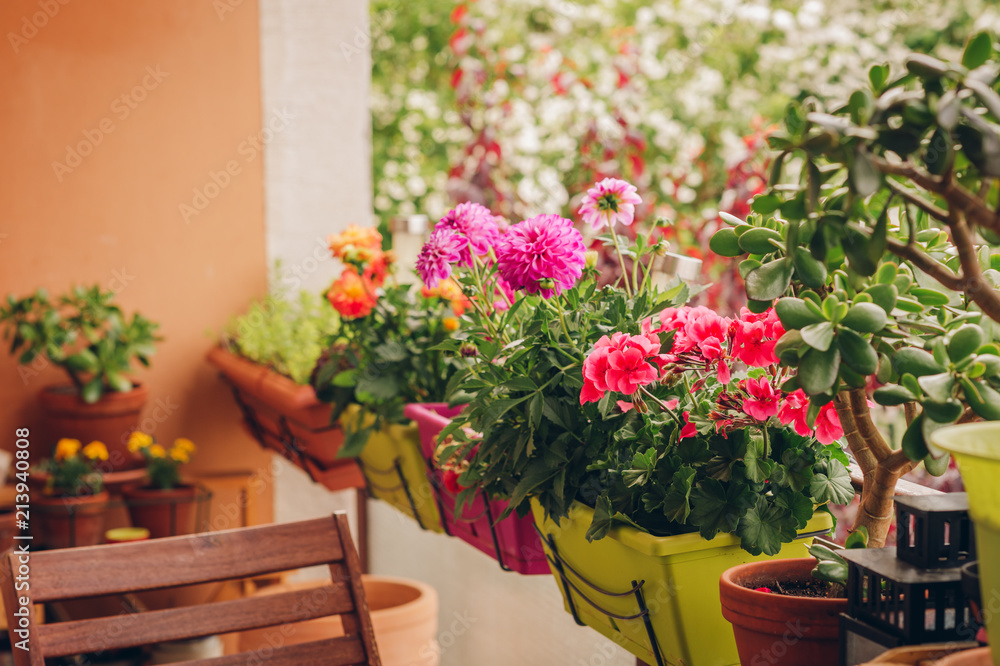 Colorful flowers growing in pots on the balcony - obrazy, fototapety, plakaty 